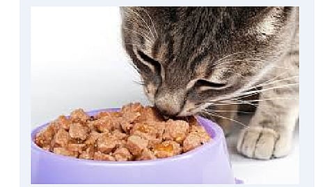 प्राण्यांमध्ये मूत्रपिंड निकामी हाेण्याच्या प्रमाणात वाढ