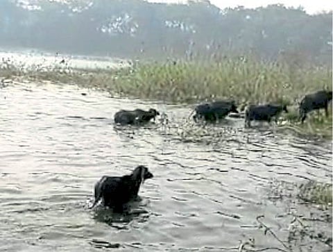 buffalo trapped in Rankala lek out by the fire brigade