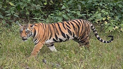 tiger is disappear from buffer zone in Chandrapur