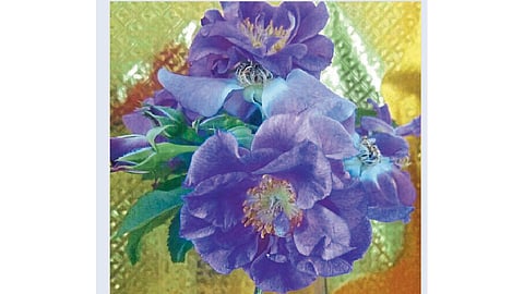 निळ्या रंगाचा गुलाब!