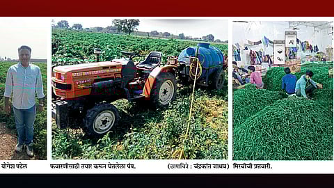 तब्बल २२ वर्षांपासून मिरची पिकातील ध्यास