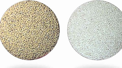 'कर्जत शताब्दी' भाताची नवीन जात विकसित