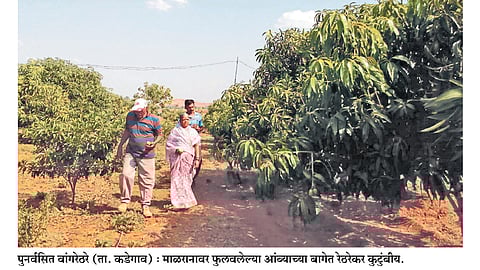 खडकाळ माळावर ‘हापूस’चा दरवळ