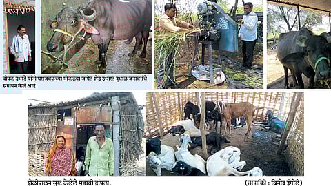 दुग्ध व्यवसायातून डौलापूरने उंचावला आर्थिक डौल