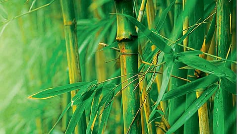 World Bamboo Day