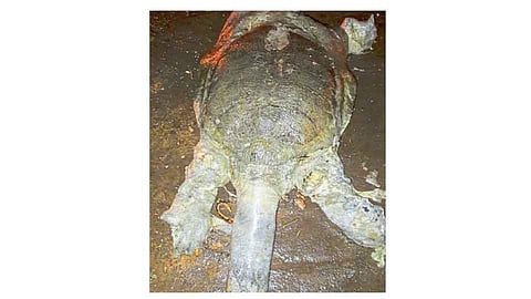 रंकाळ्यात महाकाय मृत कासव