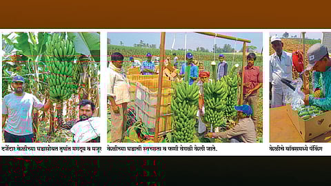 उसाला निर्यातक्षम केळीची जोड