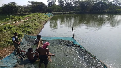 सरकारने बंदी घातलेल्या मुंगूर माशाचे खालापुरात उत्पादन सुरूच; प्रशासनाचे दुर्लक्ष