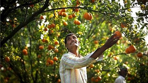 संत्रा उत्पादक शेतकऱ्यांना मिळतेय ‘तारीख पे तारीख’; कित्येक वर्षांपासून प्रक्रिया प्रकल्पाच्या फक्त घोषणाच 