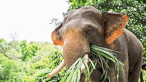 Crop damage caused by wildlife ground report ajara chandgad