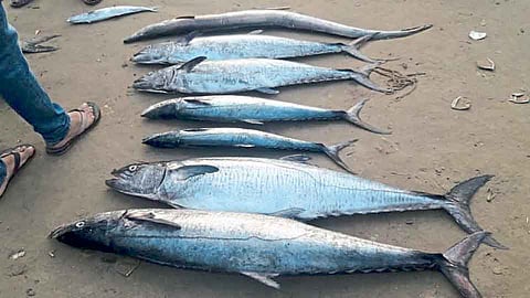 ऐन पर्यटन हंगामात मासळी कडाडली