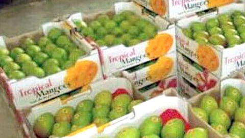 रत्नागिरीतून थेट हापूस निर्यातीला कृषी, अपेडाचा "ब्रेक'