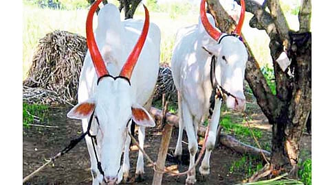 "लक्ष्या'च्या मृत्यूने "शंकऱ्या'चे डोळे पाणावले !