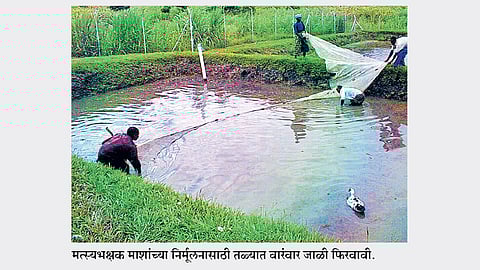 शेततळ्यामधील मत्स्यसंवर्धनासाठी आवश्यक बाबी