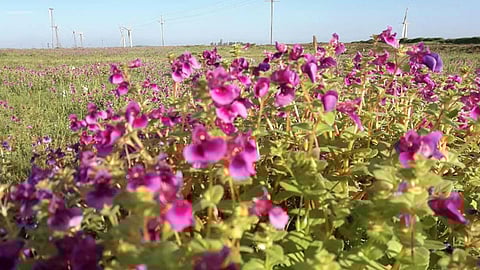 चाळकेवाडी पठारावरही फुलांचा बहर