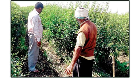 सावनेर - प्रगतीशील शेतीतून पिकवलेली केळीची व तुरीची बाग.