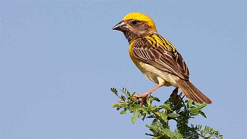 घरट्यासाठी झाड हवय...