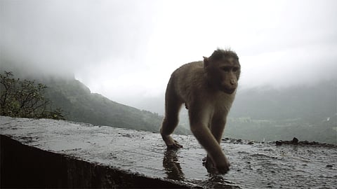 At The Time Of Bis kit Feeding To Monkey Youth Fall In Ghat Ratnagiri Marathi News