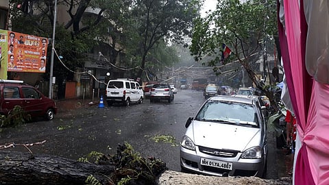 झाड पडल्यामुळे अनेक गणेश मंडळांचा वीजपुरवठा खंडित