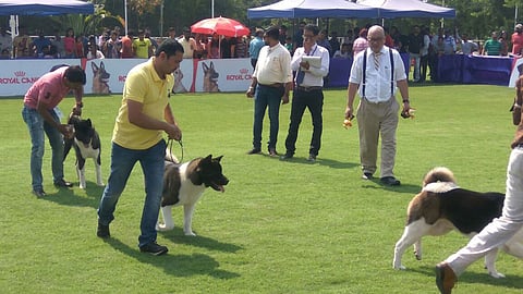 श्वानाची पाहणी करतांना प्रशिक्षक.