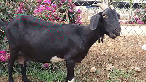 कोल्हापुरात आज 'या' पेठेत मटण दुकाने राहणार बंद