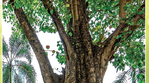 रक्षण पर्यावरणाचे