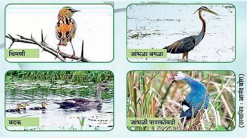 नांदूर मध्यमेश्वर अभयारण्यात पावसाळ्यातही किलबिलाट