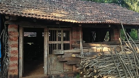 Leopard Took Rest In Cattle Shelter In Search Of Food Ratnagiri Marathi News