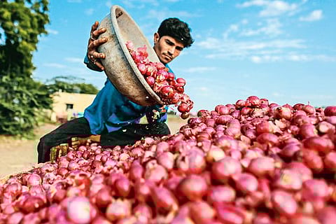 3onions_6.jpg