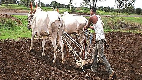 cultivation area is expected to increase this year due to heavy rain