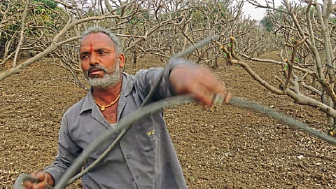 समृद्ध फळबागशेतीसह ग्रामविकासातील ‘शिवाजी’