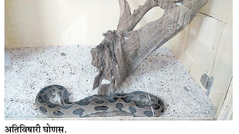 बदलत्या वातावरणात सर्पदंशापासून सावधान!