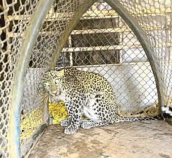 Leopard Fall In Well Ratnagiri Marathi News