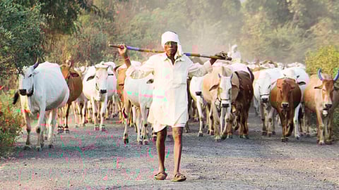 गोमूत्र