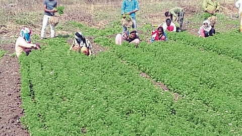 वालसावंगी : शेतीकामात पुरुषांच्या बरोबरीने काम करताना महिला.