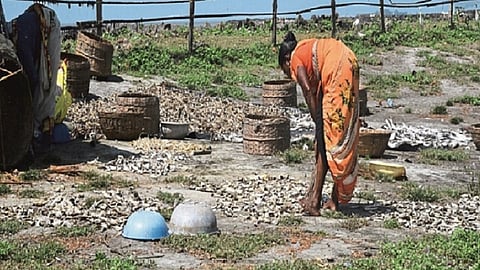 अलिबाग : परतीच्या पावसामुळे सुक्या मासळीचे नुकसान झाल्याने वरसोली किनाऱ्यावर मासळी गोळा करण्याची लगबग सुरू आहे.