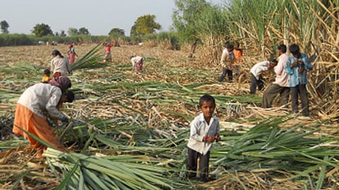 उसाला लागलेल्या कोल्ह्यांचा बंदोबस्त हवा