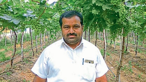 द्राक्षे लगडलेल्या बागेत संजय राऊत.