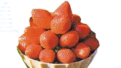 स्ट्रॉबेरी फळांवरील घरगुती प्रक्रिया