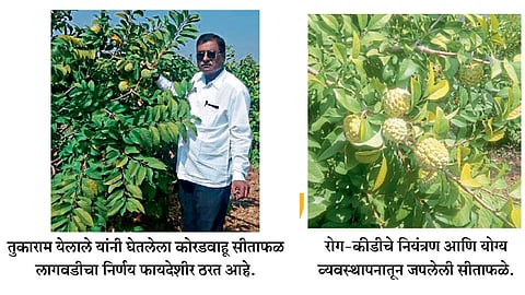 दुष्काळी स्थितीत सीताफळाने दिला आत्मविश्वास