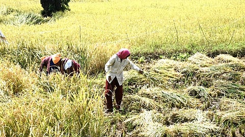 शेतकऱ्यांना दिलासा
