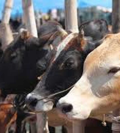 Mobile vans stopped from the Animal Husbandry Department in Nagar district
