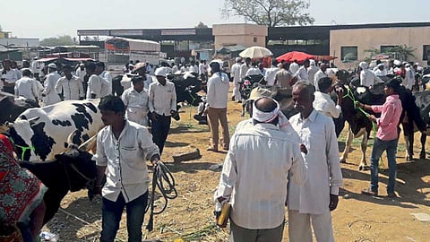 घोडेगाव (ता. नेवासा) - जनावरांच्या बाजारात दुभत्या गाईंचे दर कमी झाले असून, नेहमीच्या तुलनेत आवकही कमी होत आहे.