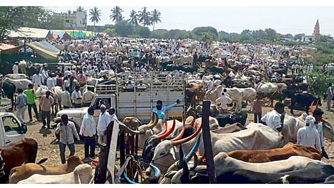 नेकनूर (ता. बीड) - जनावरांनी फुललेला रविवारचा आठवडे बाजार.