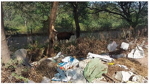 Another Indian Bison enters in Bavdhan Area near Pashan lake Pune