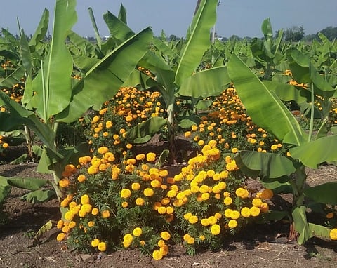 Antarpik Of Keli Zendu