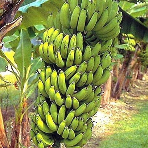 banana