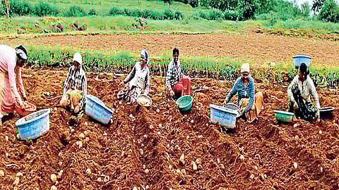 बटाट्याच्या उत्पन्नात निम्म्याने घट, शेतकऱ्यांवर कोसळले आर्थिक संकट!