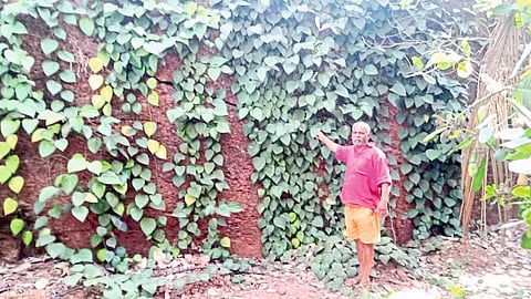 Pepper planting amdos konkan sindhudurg