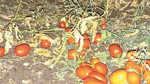 बदनापूर : तालुक्यातील नांदखेडा शिवारात गाराच्या फटक्याने आडवे पडलेले टोमॅटोंचे पीक.